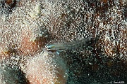 Eviota cf zebrina-Thelenota ananas Holothurie ananas Praslin Baie chevalier-14m-20190610-Denis-ADER-DSC_9015_tn